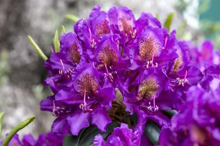 Rhododendron 'Marcel Menard' - 2 Ltr pot - image 3