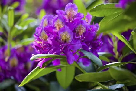 Rhododendron 'Marcel Menard' - 2 Ltr pot - image 4