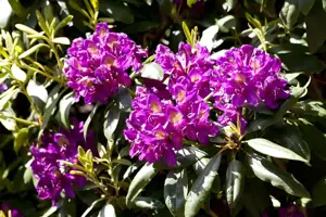 Rhododendron 'Marcel Menard' - 80-100 CM C80 - image 1