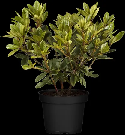 Rhododendron 'Metallica' - 25-30 CM C3 - image 1
