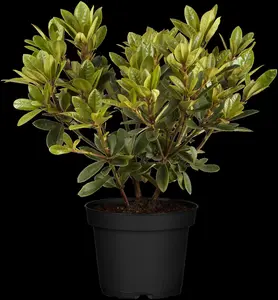 Rhododendron 'Metallica'