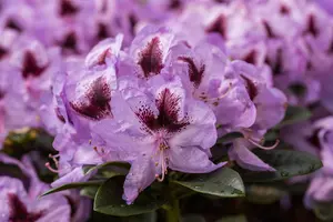 Rhododendron 'Metallica' - 25-30 CM C3 - image 2