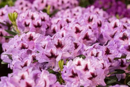 Rhododendron 'Metallica' - 25-30 CM C3 - image 3