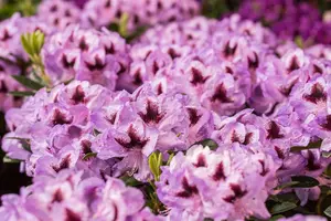 Rhododendron 'Metallica' - 25-30 CM C3 - image 3