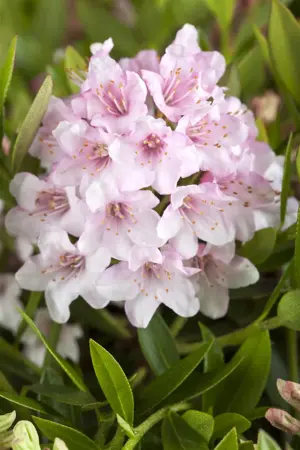 Rhododendron micr. 'Bloombux'? - 20-30 CM C2 - image 3