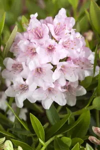Rhododendron micr. 'Bloombux'? - 20-30 CM C2 - image 3