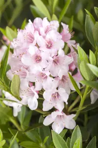 Rhododendron micr. 'Bloombux'? - 20-30 CM C2 - image 4