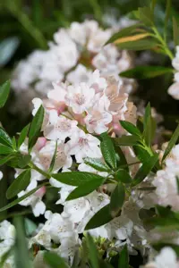 Rhododendron micr. 'Bloombux'? - 20-30 CM C2 - image 2