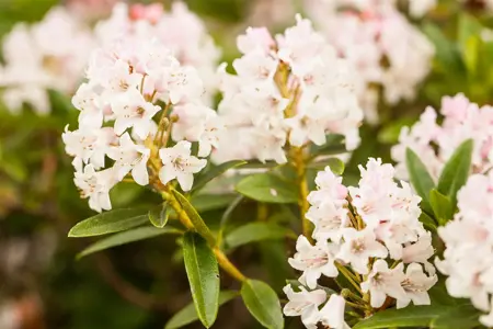 Rhododendron micr. 'Bloombux'? - 20-30 CM C2 - image 5