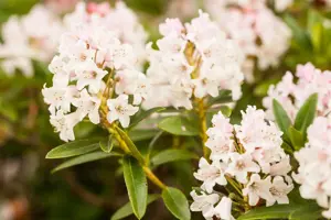 Rhododendron micr. 'Bloombux'? - 20-30 CM C2 - image 5