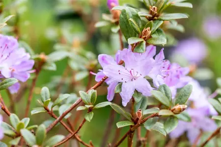 Rhododendron 'Moerheim' - 3 Ltr pot - image 5