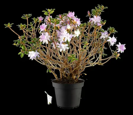 Rhododendron 'Moerheim' - 3 Ltr pot - image 4