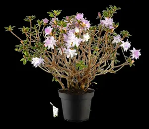 Rhododendron 'Moerheim' - 3 Ltr pot - image 4