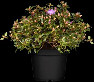 Rhododendron 'Moerheim' - 3 Ltr pot - image 3