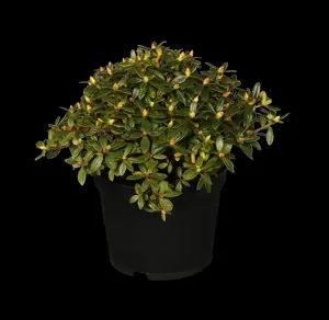 Rhododendron 'Moerheim'