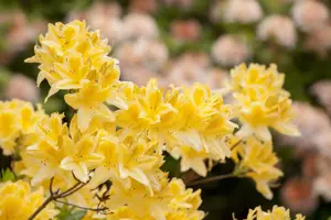Rhododendron molle