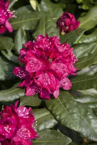 Rhododendron 'Nova Zembla' - 50-60 CM C25 - image 3