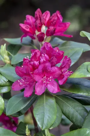 Rhododendron 'Nova Zembla' - 50-60 CM C25 - image 5