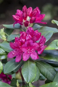 Rhododendron 'Nova Zembla' - 60-80 CM C40 - image 4