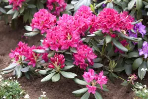 Rhododendron 'Nova Zembla' - 50-60 CM C25 - image 1