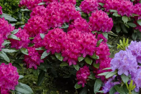 Rhododendron 'Nova Zembla' - 50-60 CM C25 - image 2