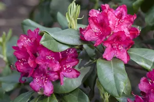 Rhododendron 'Nova Zembla' - 60-70 CM C10 - image 5