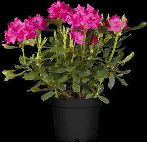 Rhododendron 'Nova Zembla' - 2 Ltr pot - image 4