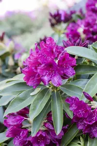 Rhododendron 'Old Port' - 60-80 CM C20 - image 1