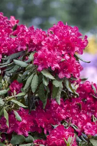 Rhododendron 'Old Port' - 30-40 CM C5 - image 4
