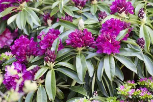 Rhododendron 'Old Port' - 60-80 CM C20 - image 2