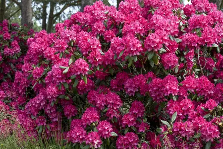 Rhododendron 'Old Port' - 60-80 CM C20 - image 3