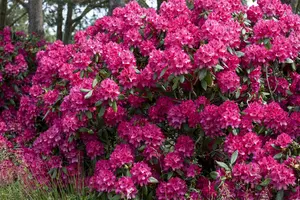 Rhododendron 'Old Port' - 60-80 CM C20 - image 3