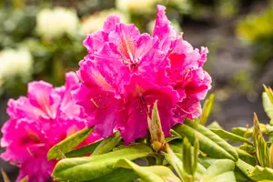 Rhododendron 'Old Port' - 60-80 CM C20 - image 5