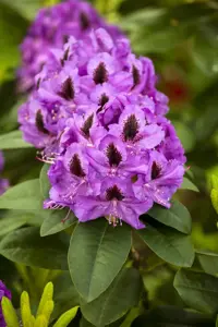 Rhododendron 'Orakel'