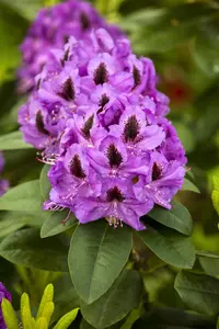Rhododendron 'Orakel'
