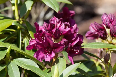 Rhododendron (P) 'Polarnacht' - 25-30 CM C3