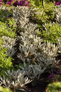 Rhododendron pachysanthum 'Silber Velours'