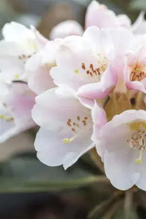 Rhododendron pachysanthum 'Silber Velours' - 25-30 CM C5 - image 3