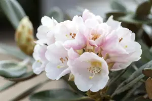 Rhododendron pachysanthum 'Silber Velours' - 25-30 CM C5 - image 2