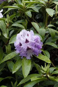 Rhododendron 'Pinguin'