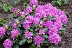 Rhododendron 'Pink Purple Dream' - 50-60 CM RB - image 3