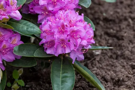 Rhododendron 'Pink Purple Dream' - 50-60 CM RB - image 4