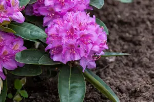 Rhododendron 'Pink Purple Dream' - 50-60 CM RB - image 4