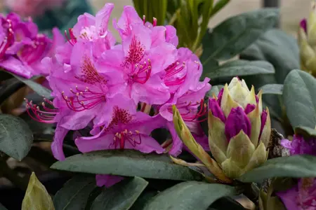 Rhododendron 'Pink Purple Dream' - 50-60 CM RB - image 5