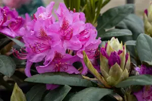 Rhododendron 'Pink Purple Dream' - 50-60 CM RB - image 5