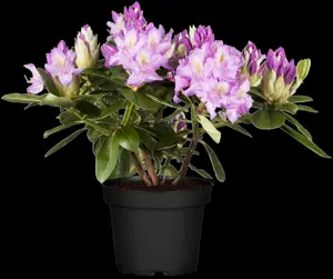 Rhododendron 'Pink Purple Dream' - 50-60 CM RB - image 2