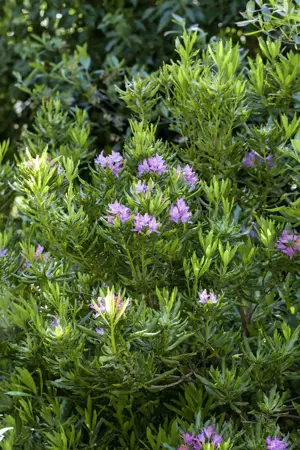Rhododendron ponticum - 100-125 CM C160 - image 1