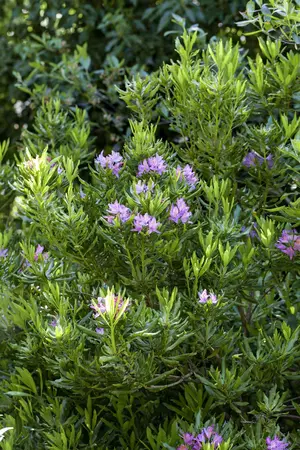 Rhododendron ponticum - 70-80 CM C30