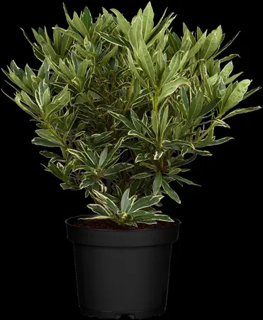 Rhododendron ponticum - 30-40 CM C5 - image 4