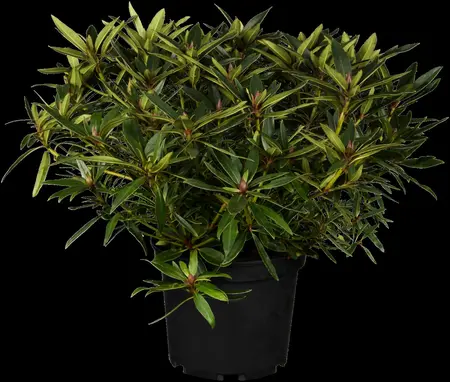 Rhododendron ponticum - 30-40 CM C5 - image 3